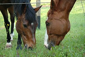  Deux chevaux paissent dans une prairie.