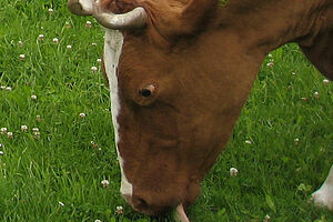 Vache en train de pâturer. Gros plan sur la tête de la vache dans l'herbe.