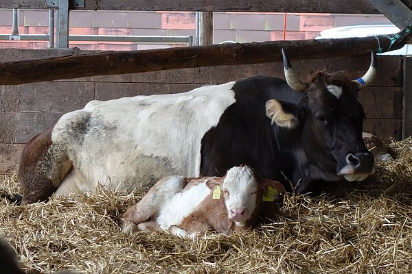 Un veau est couché sur la paille à côté de la vache nourrice.