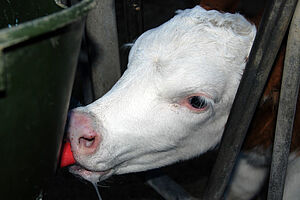 Un veau est en train de téter du lait à un abreuvoir spécialement prévu pour le lait entier réchauffé.