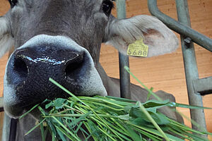 une vache avec de l'herbe dans sa bouche
