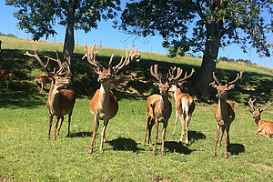 Environ 8 cerfs se trouvent dans un champ; il y a deux arbres en arrière-plan.