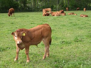 remontes d’engraissement de Limousin sur la pâturage