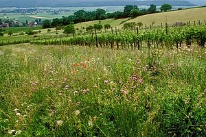 La biodiversité dans la vigne; avec un icon pour demarre le film. 