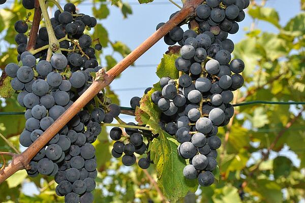 Des raisins rouges pendent d'un cep de vigne.