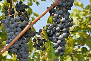 Des raisins rouges pendent d'un cep de vigne.