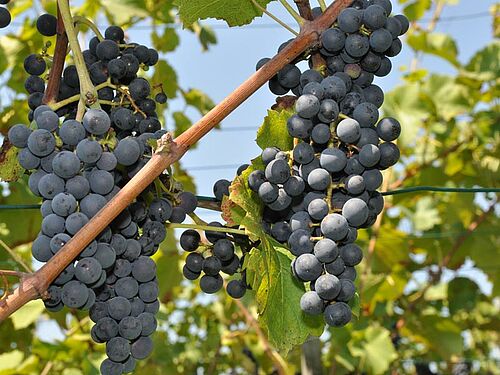 Des raisins rouges pendent d'un cep de vigne.