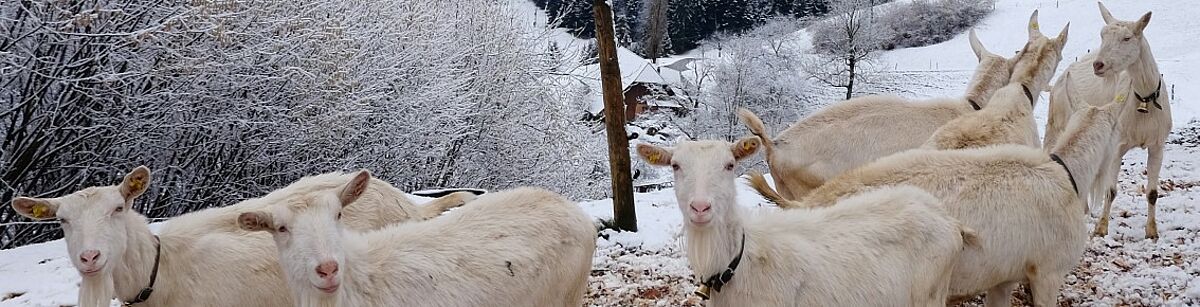 Eine Gruppe weisse Ziegen steht im Schnee. 