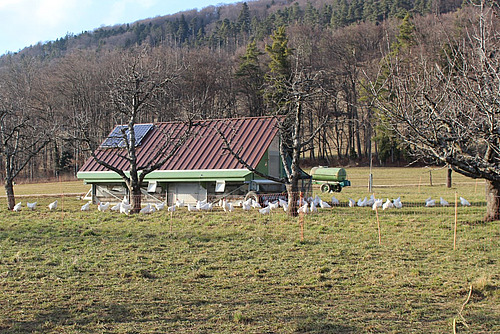 Un poulailler avec des poules dans une prairie avec des arbres.