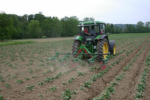 tracteur avec sarcleuse à étoiles sur un champs