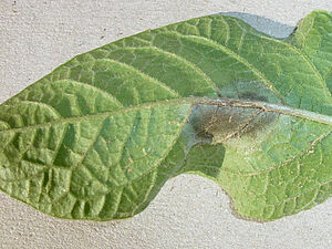 Tache de mildiou sur une feuille de pomme de terre