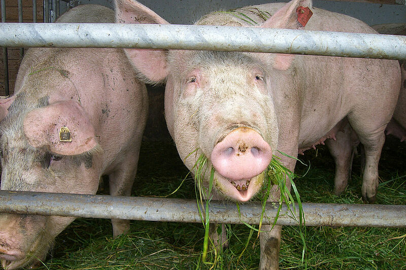 La journée type d'un porc « au naturel » - QUATRE PATTES en Suisse -  organisation de protection des animaux