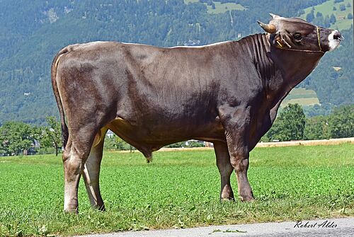 Un taureau dans une prairie. 