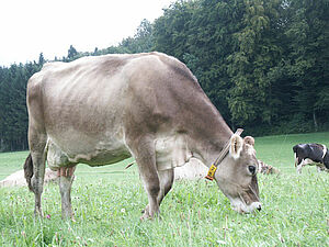 Une vache de la race Brune au pâturage.