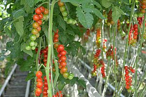 Plusieurs grappes de tomates en train de mûrir sur des rangées de plantes bien vertes.  