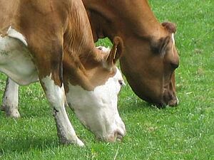 Deux vaches au pâturage