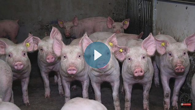 Les porcelets dans la grange regardent dans l'appareil photo