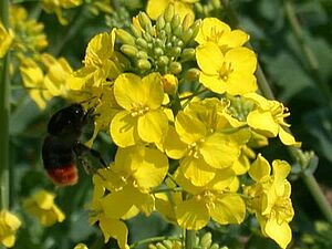 Colza en pleine floraison