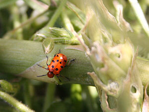 Coléoptère orange avec douze points noirs sur une branche de plante d'asperge