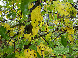 Symptômes de Marssonina sur feuilles: Taches gris-noir se rejoignant dans les zones chlorotiques des feuilles; mouchetures nécrotiques. 