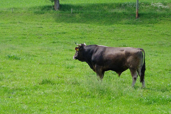 Taureau brun au pâturage.