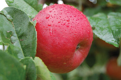 Pomme rouge sur une branche