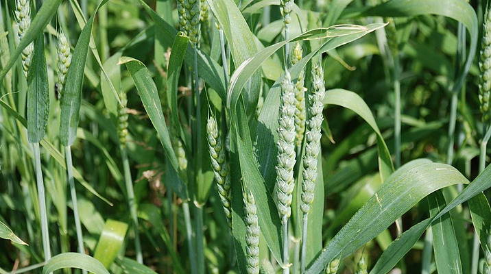 Liste variétale céréales