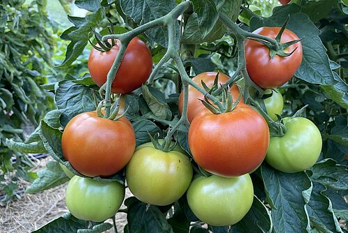 Plante de tomates avec des fruits verts, oranges et rouges à maturité différente.