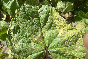 gruenes Malvenblatt mit braunen Flecken