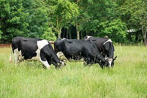 Trois vaches noires et blanches broutent dans un pré luxuriant. 