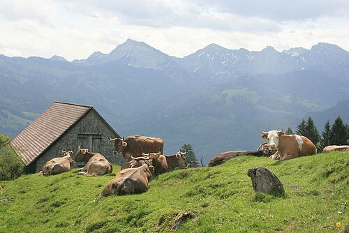 Kühe auf einer Almweide mit einer Hütte. 