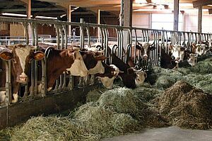 Vaches en train de manger du foin et de l’ensilage dans une stabulation libre