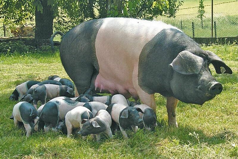 Les besoins des porcs domestiques - QUATRE PATTES en Suisse - organisation  de protection des animaux