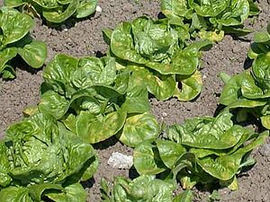 Lignes de jeunes salades.