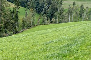 gruene Wiese im Vordergrund, im Hintergrund hohe Tannen