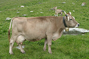 La vache brune Heidi au pâturage.