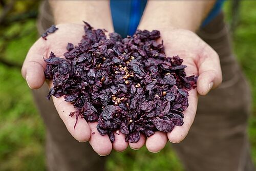 Deux mains tiennent les restes de raisins pressés.