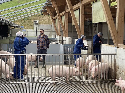 Un homme se tient dans un enclos avec des cochons et est filmé. 