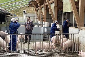 Un homme se tient dans un enclos avec des cochons et est filmé. 