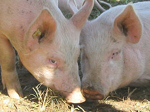 Le porc, un produit de masse - QUATRE PATTES en Suisse - organisation de  protection des animaux