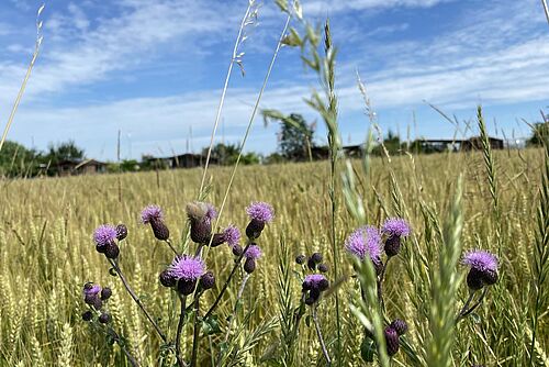 Champ d'orge jaune-vert avec des chardons des champs violets au premier plan.