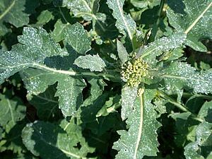 Essais avec poudre de roche: plante recouverte d'un revêtement gris-blanc de poudre de roche