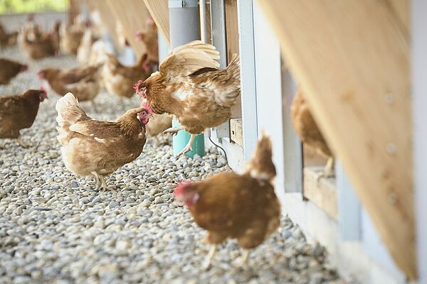 Des poules brunes dans un enclos.