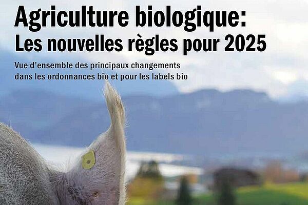 Gros plan sur un cochon.