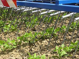 Herse éltrille au travail dans un champ de haricots d'enviropn 15 cm de haut.