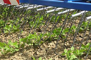 Herse éltrille au travail dans un champ de haricots d'enviropn 15 cm de haut.