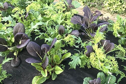 Salades vertes et violettes à croissance mixte avec diverses formes de feuilles.