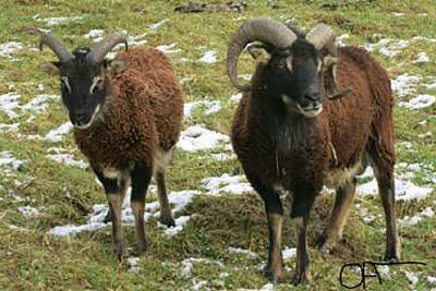 Deux moutons sur un pré avec un peu de neige