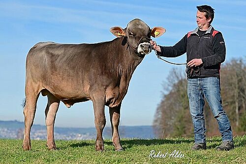 Ein Mann steht neben einem braunen Stier und hält ihn an einem Halfter.