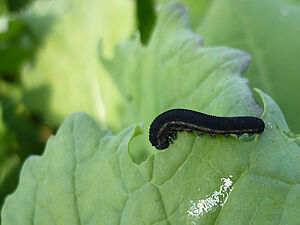 larve noire sur une feuille de colza